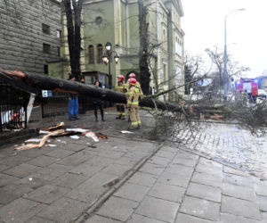 Połamane drzewa w Szczecinie