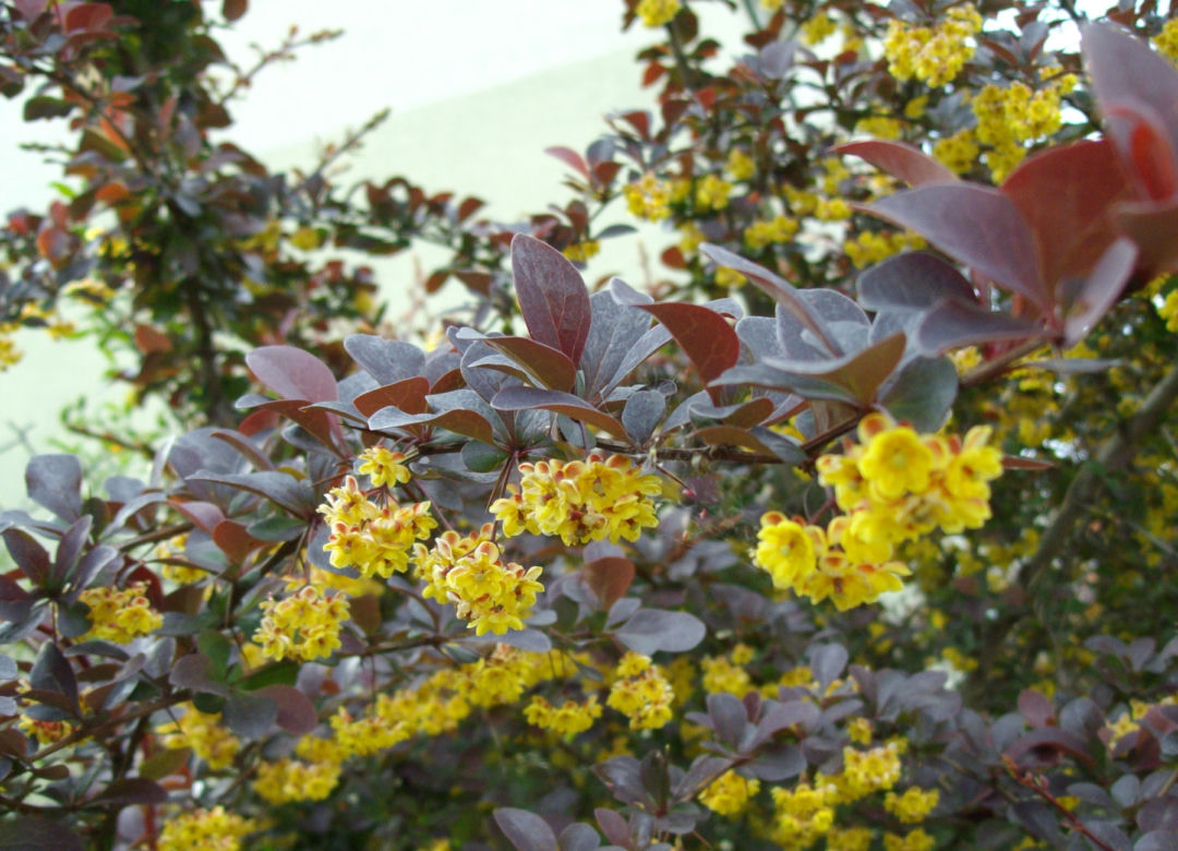 Berberys ottawski 'Superba' 
