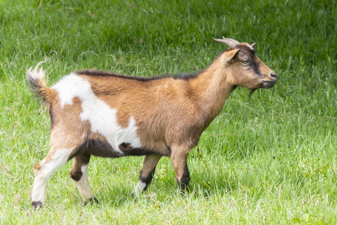 Koza pigmejska