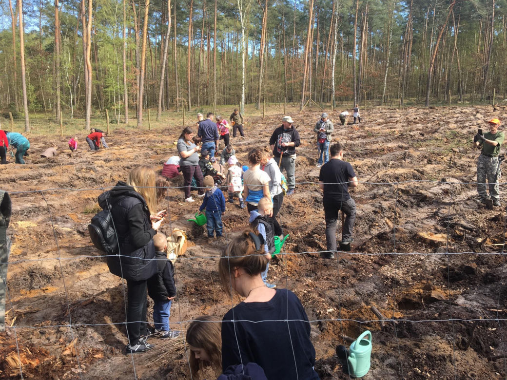 Akcja "Grudziądzanie sadzą las" 2024