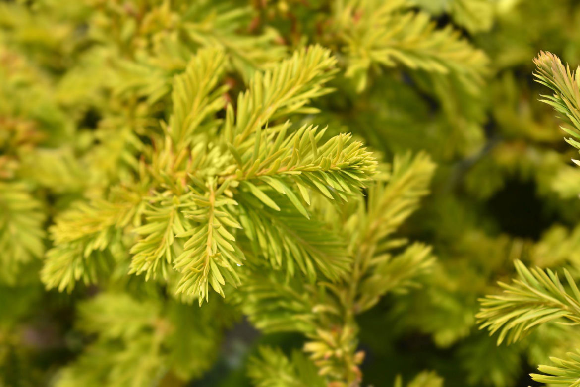 Cis pospolity ‘Semperaurea’