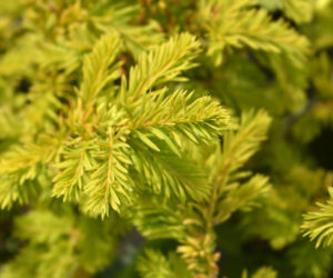 Cis pospolity ‘Semperaurea’