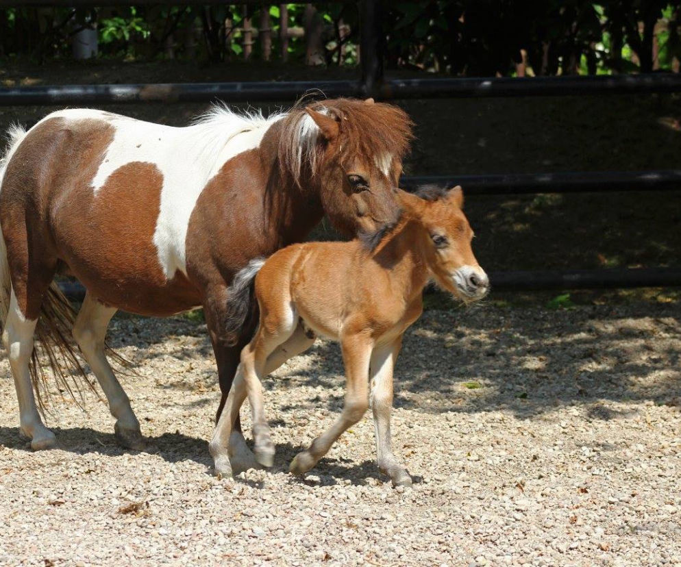Kuc szetlandzki w warszawskim zoo