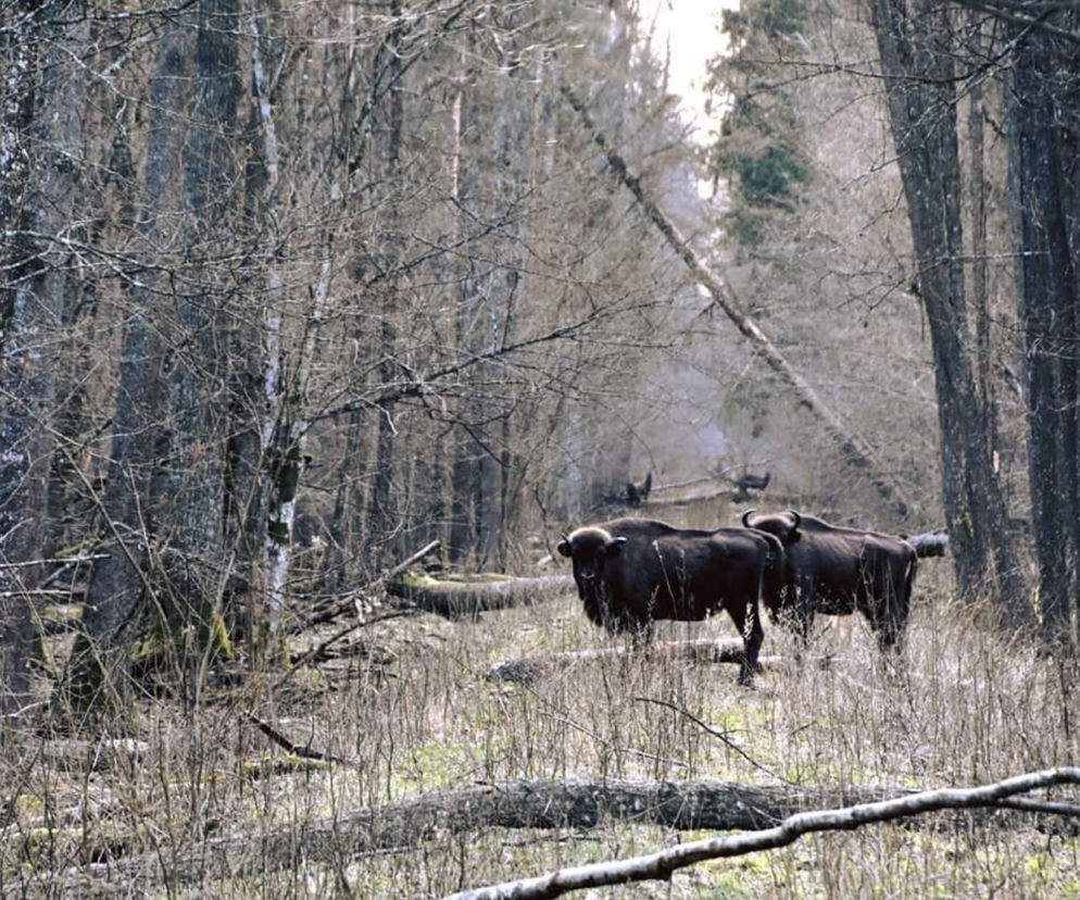 Przyroda w zamkniętych lasach
