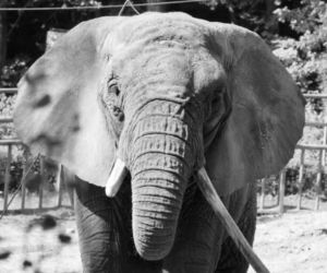 Tragiczna wiadomość z gdańskiego zoo! Nie żyje Katka, najstarsza słonica afrykańska w Europie