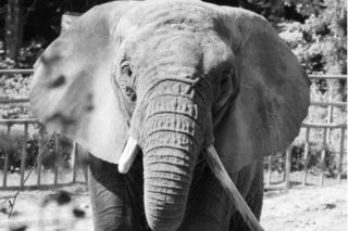 Tragiczna wiadomość z gdańskiego zoo! Nie żyje Katka, najstarsza słonica afrykańska w Europie