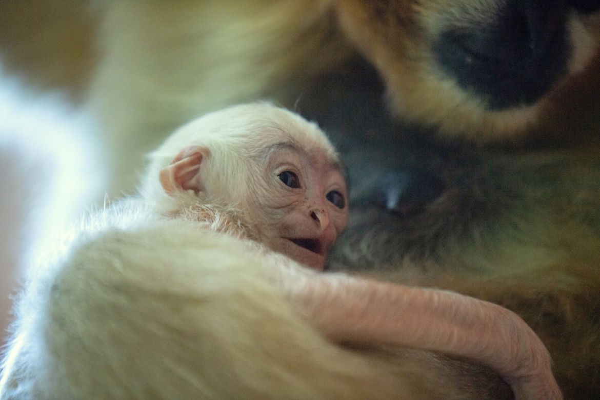 Kolejne niesamowite narodziny w ZOO Wrocław! Na świat przyszedł gibon białopoliczkowy [ZDJĘCIA, FILM]