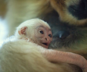 Kolejne niesamowite narodziny w ZOO Wrocław! Na świat przyszedł gibon białopoliczkowy [ZDJĘCIA, FILM]