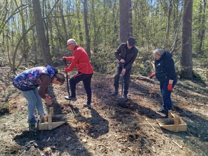 W Lesie Sekulskim rośnie już kilkaset nowych, młodych buków! Drzewa zasadzili członkowie siedleckiego samorządu i leśnicy
