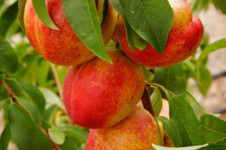 Nektaryna - Prunus persica var. nucipersica