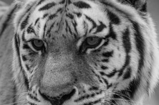 Potworna tragedia w łódzkim ZOO. Nie żyje tygrysica Wala [ZDJĘCIA]