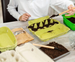 Rozsada w wytłaczankach po jajkach