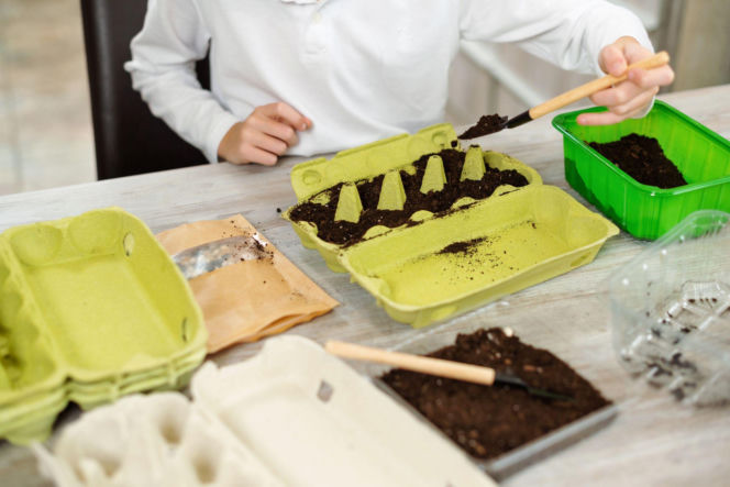 Rozsada w wytłaczankach po jajkach