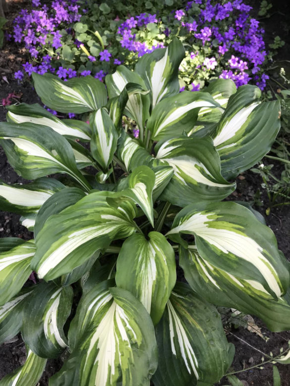 Bylina do cienia - funkia (Hosta)
