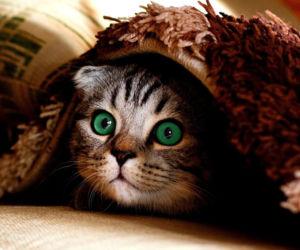 Czipy dla kotów obowiązkowe?