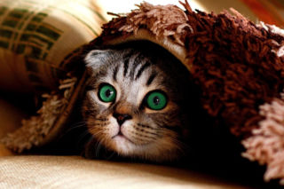 Czipy dla kotów obowiązkowe?