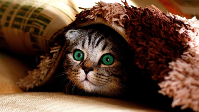 Czipy dla kotów obowiązkowe?