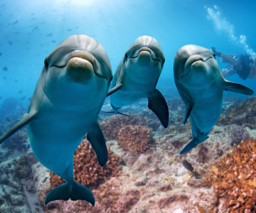 Delfiny