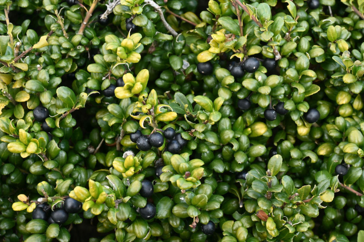 Ostrokrzew karbowanolistny 'Convexa'