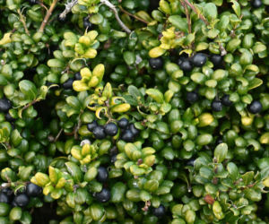 Ostrokrzew karbowanolistny 'Convexa'