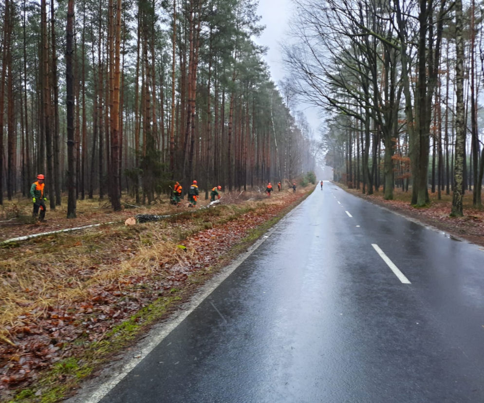 wycinka drzew na drodze z Włoszakowic do Dominic 