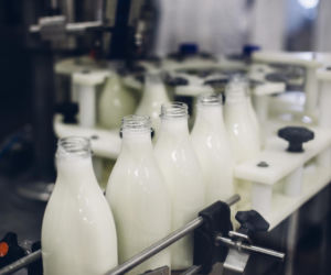 Upadek znanej polskiej mleczarni! 