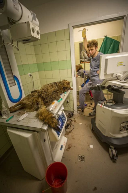 W przemyskiej lecznicy ratowali wilka [ZDJĘCIA]