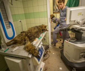 W przemyskiej lecznicy ratowali wilka [ZDJĘCIA]