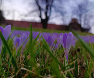 Pierwsze krokusy w Szczecinie