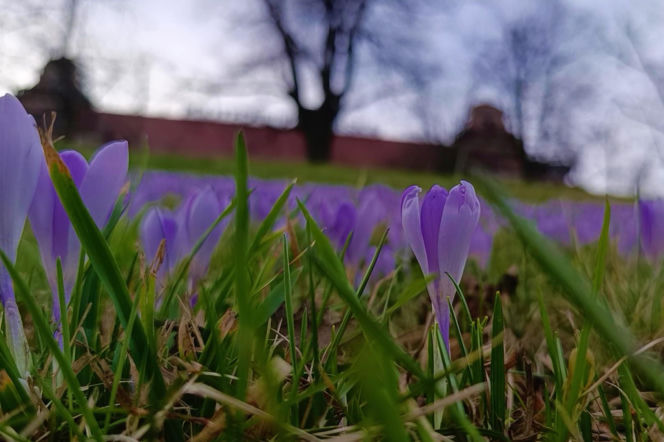 Pierwsze krokusy w Szczecinie