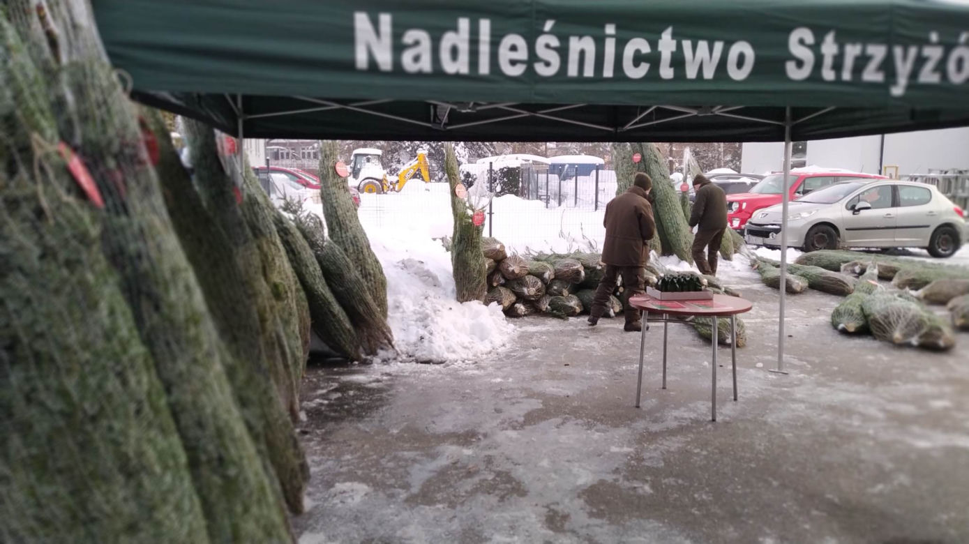 Duże zainteresowanie choinkami za oddanie krwi. 100 sztuk poszło w kilka godzin! 