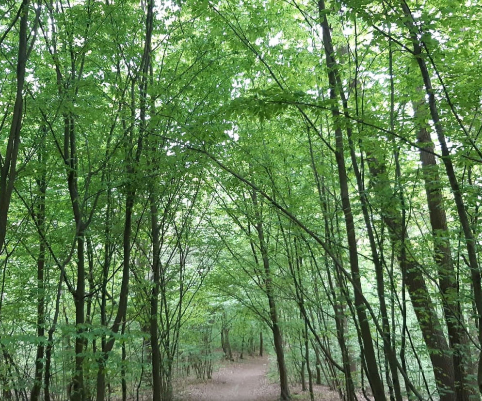Tarnowski Apel Klimatyczny