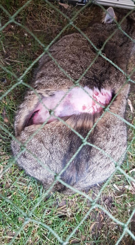Okaleczony kot Majka