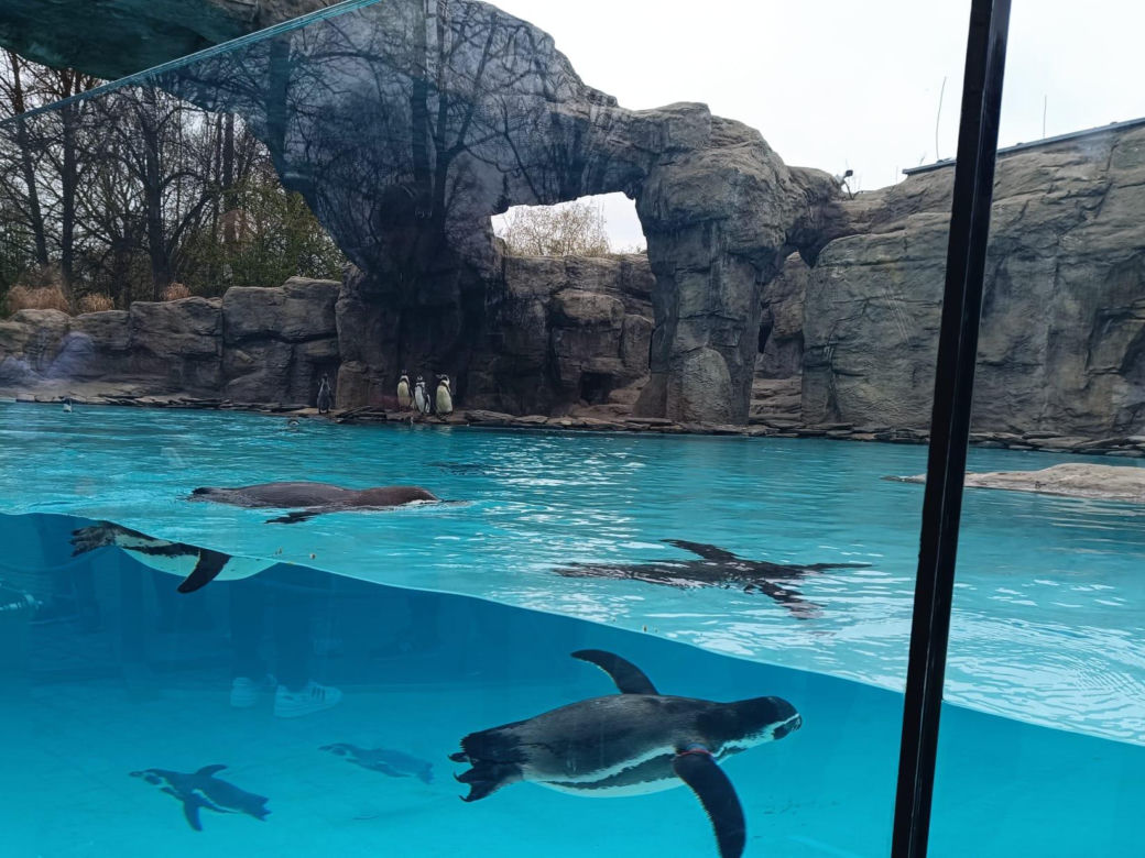 Kowalski, Rico, Szeregowy i Skipper szczerzyli ząbki. Pingwiny z Chorzowa wróciły do zoo