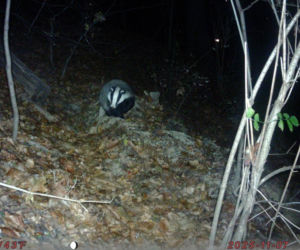 W warszawskich Łazienkach zamieszkało popularne zwierzę. Pierwszy raz w historii 