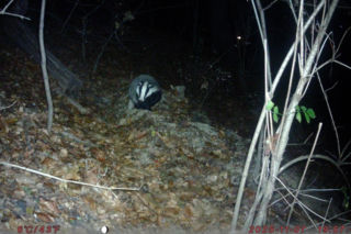 Wybierz imię dla borsuka z Łazienek Królewskich! To już ostatnie chwile głosowania