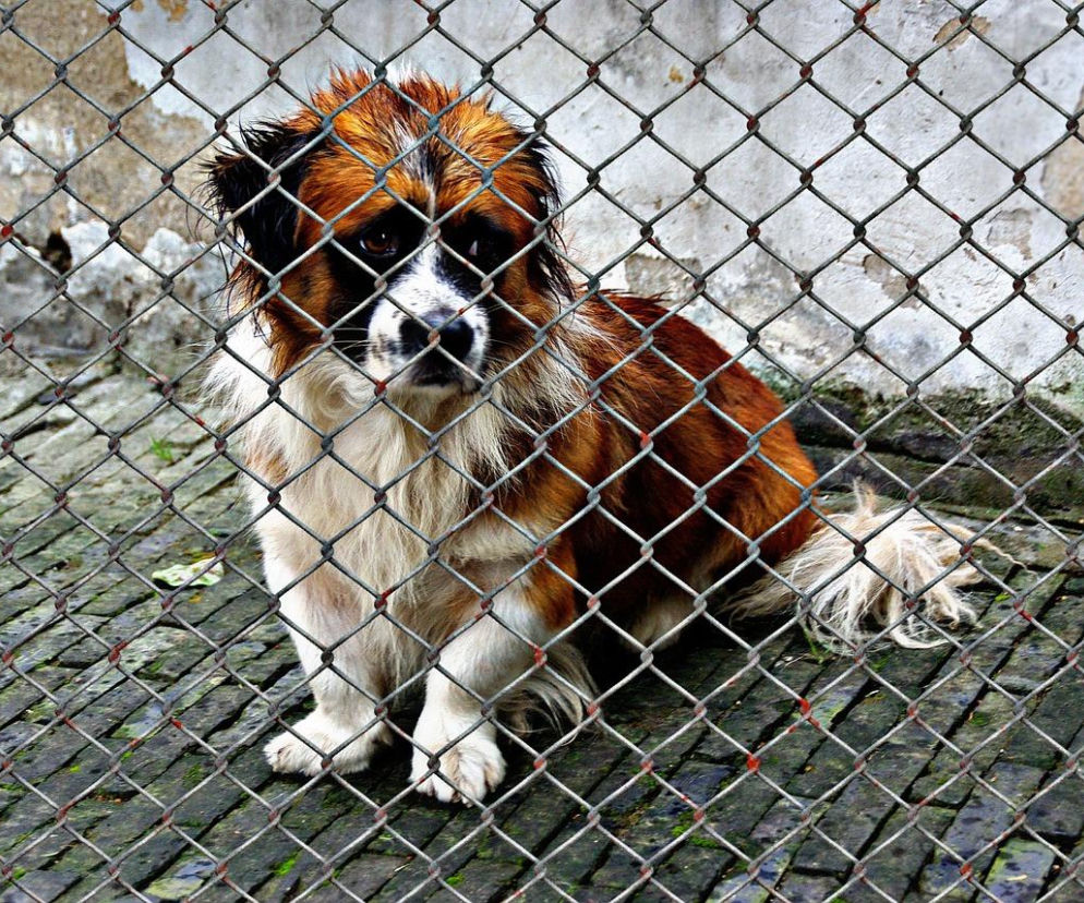 Kontrole w schroniskach w całej Polsce 