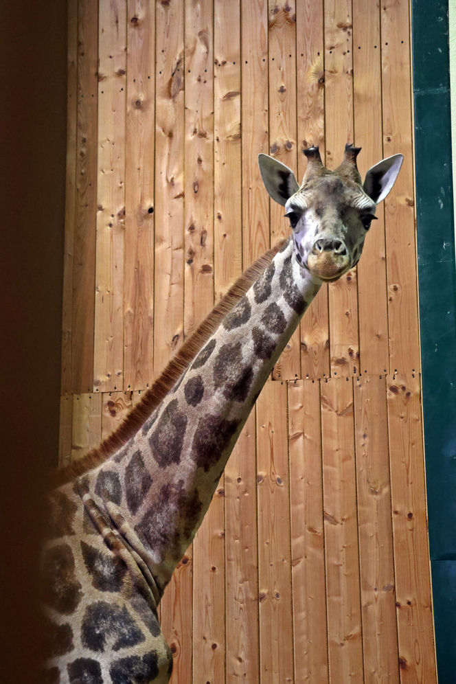 Nowa żyrafa w gdańskim ZOO