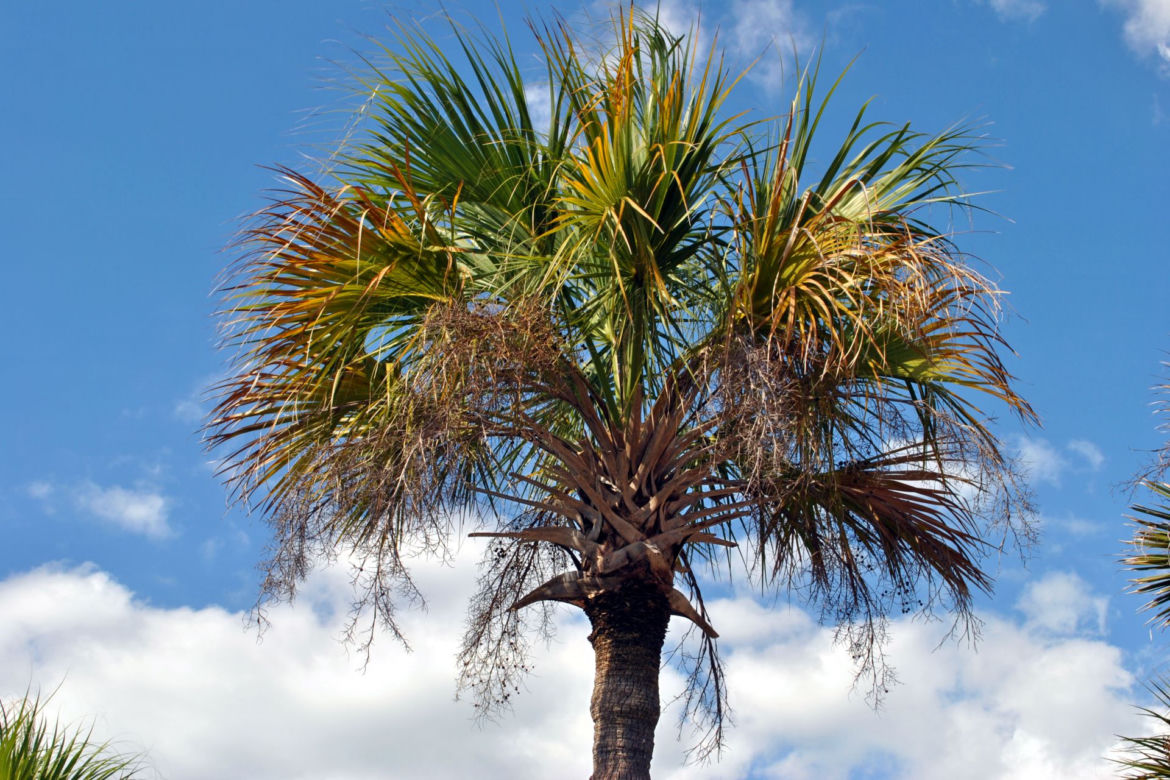 Waszyngtonia
