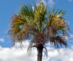 Waszyngtonia