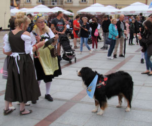 Barwna parada psów w Tarnowie! Tyle słodziaków w jednym miejscu!