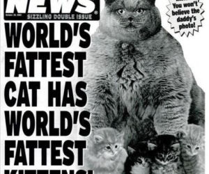 World Weekly News: Najgrubszy kot świata