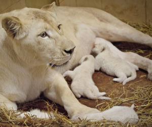 5 Białe lwy w Zoo Safari Borysew