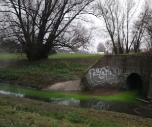 Zielone ścieki w Potoku Służewieckim