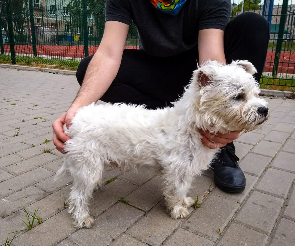 Białystok. 19-latek ukradł psa, gdy jego właściciel był na zakupach