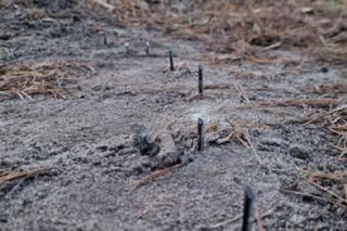 Leśnicy odkryli groźną pułapkę. Ostro zakończone wkręty były celowo zamontowane