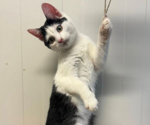 Schronisko w Henrykowie zaprasza na Dzień Kota 