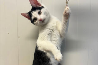 Schronisko w Henrykowie koło Leszna zaprasza jutro na Dzień Kota 