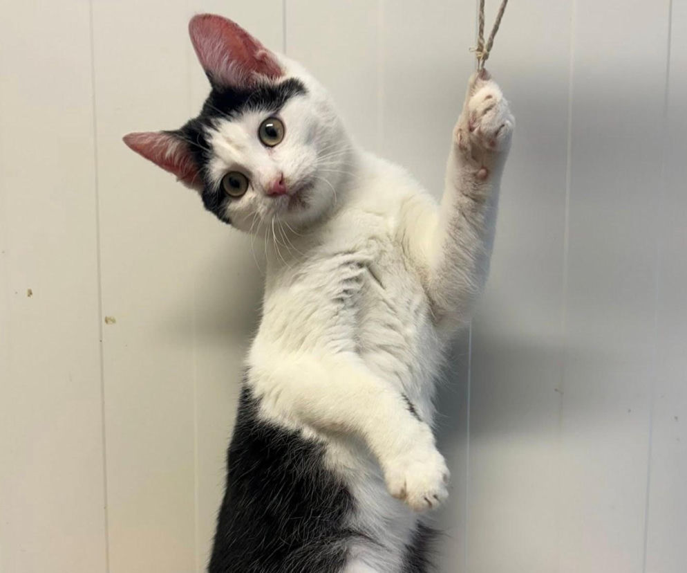 Schronisko w Henrykowie zaprasza na Dzień Kota 