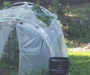 Bujne krzaki konopi wystawały z foliowego tunelu. Przypadkiem natrafiła na nie straż graniczna [ZDJĘCIA]